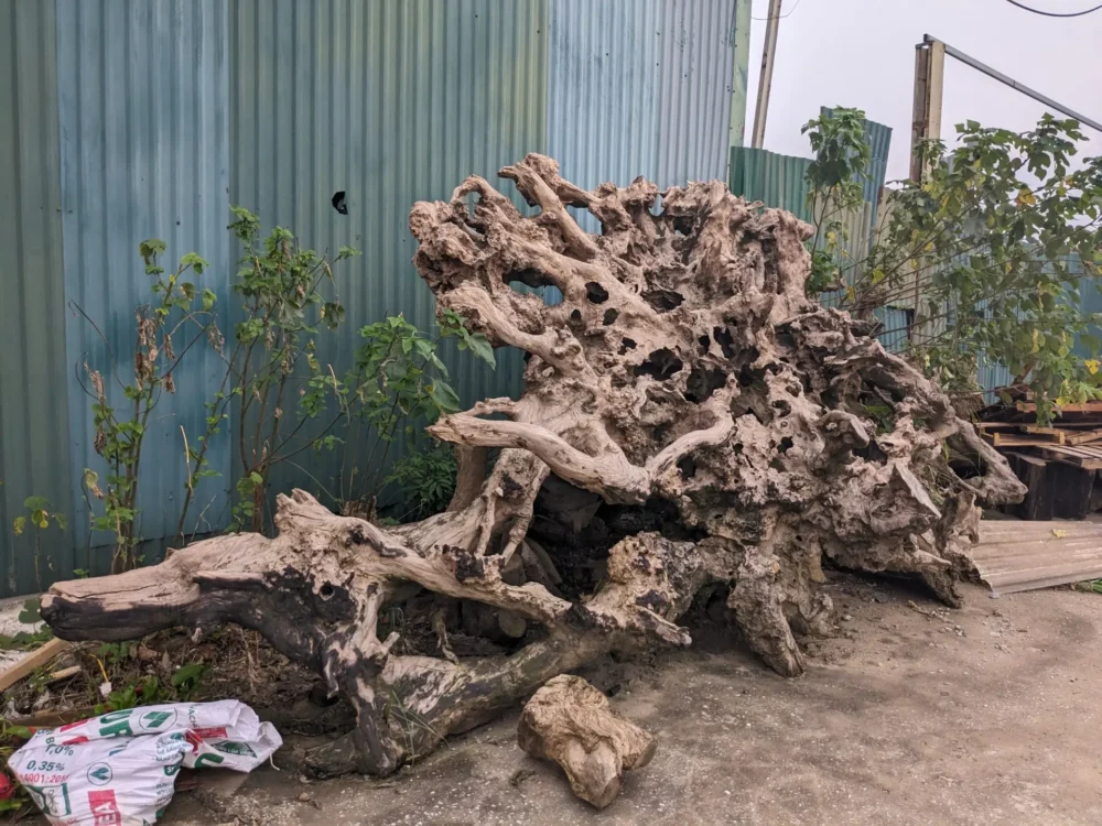 Gốc Lũa trai vàng 01