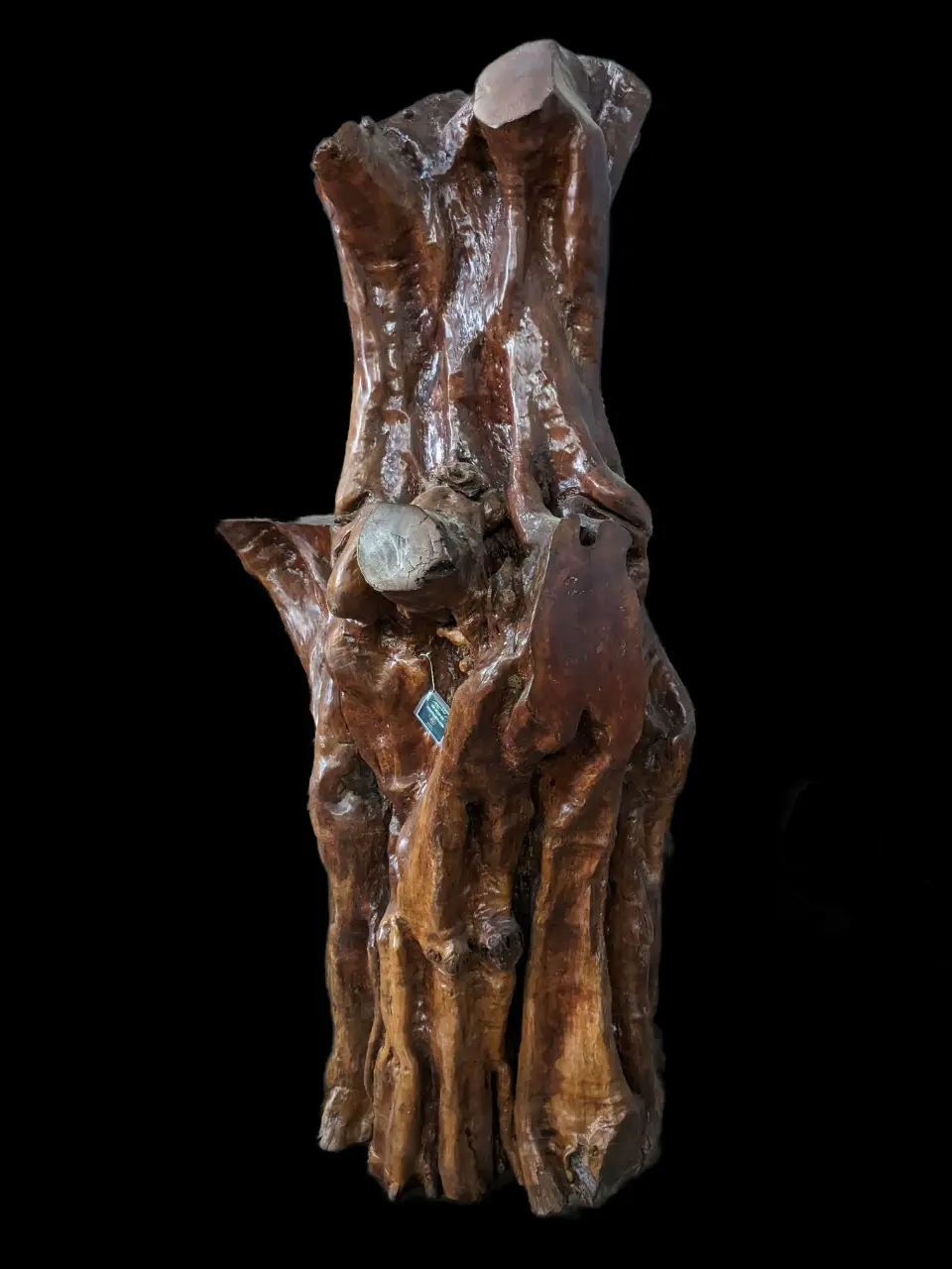 Gốc nhãn lũa