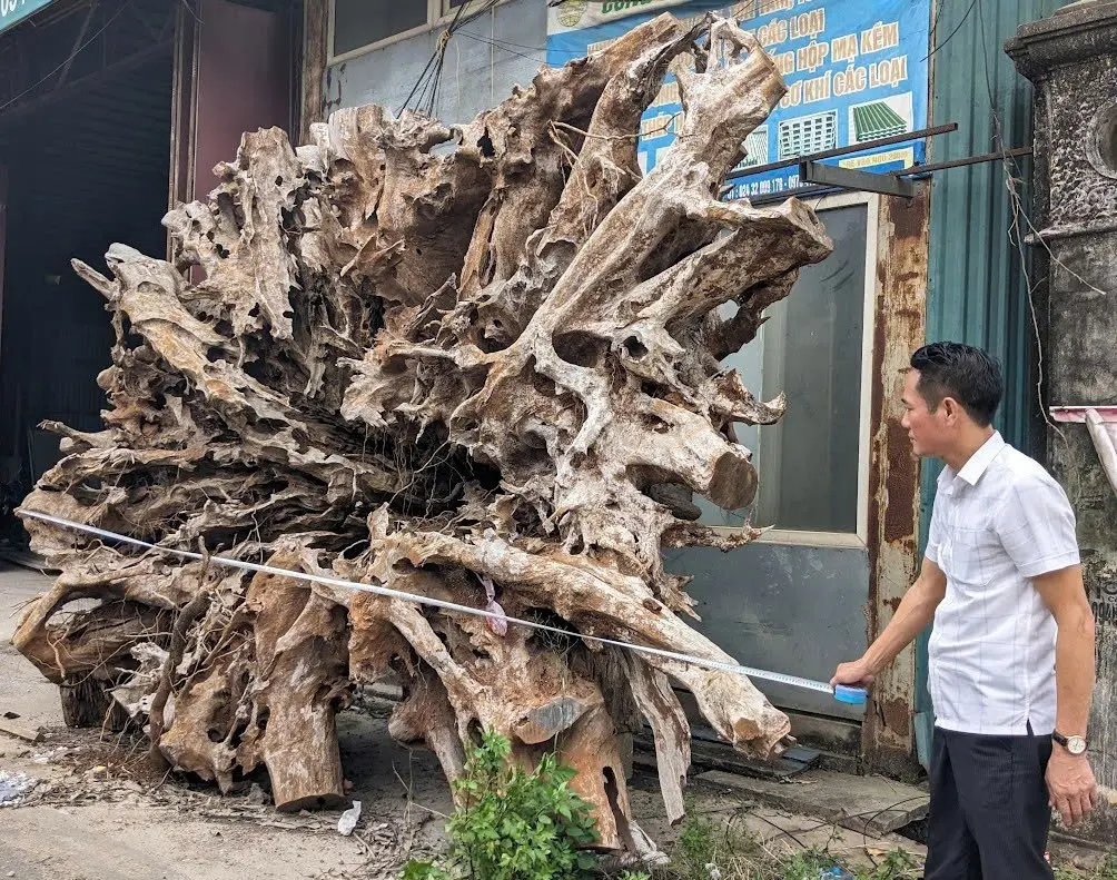 QUÁ TRÌNH GỖ HÓA LŨA